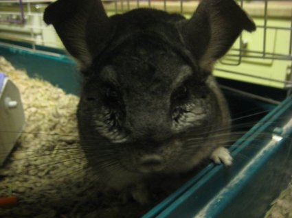 62973_431130441938_8008355_n